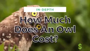 Owl Cost