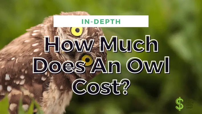 how-much-does-an-owl-cost-complete-how-much-does-cost