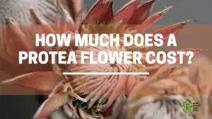 Protea Flower cost