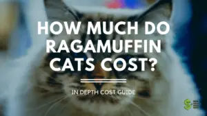 Ragamuffin Cats cost