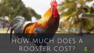 Rooster Cost