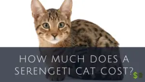 Serengeti Cat cost