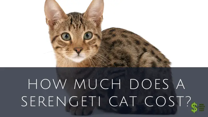 How Much Does A Serengeti Cat Cost? (In-Depth) - How much does cost?