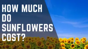 Sunflowers Cost