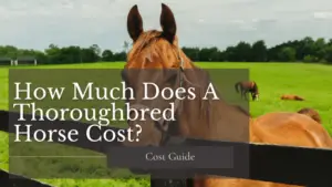 Thoroughbred Horse cost