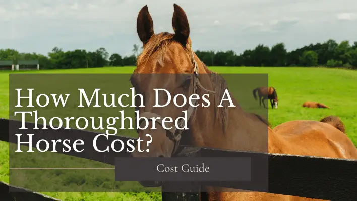 how-much-does-a-thoroughbred-horse-cost-how-much-does-cost