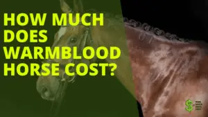 Warmblood Horse Cost