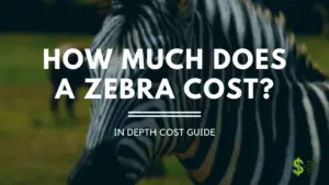 Zebra Cost