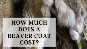 Beaver Coat cost
