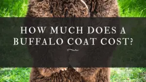 Buffalo Coat Cost
