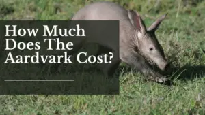 Aardvark Cost