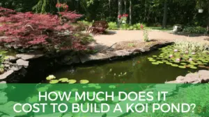 How Much Does it Cost to Build a Koi Pond