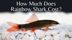 Rainbow Shark fish Cost