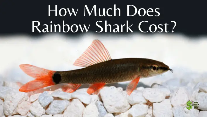 How Much Does Rainbow Shark Cost An In Depth Answer 
