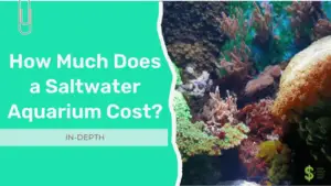 Saltwater Aquarium Cost