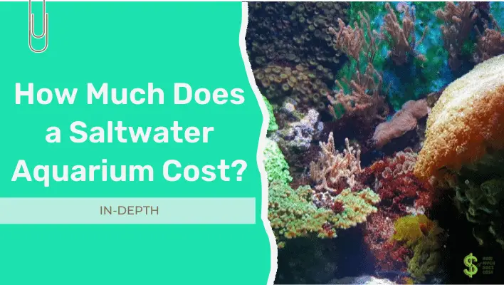 how-much-does-a-saltwater-aquarium-cost-5-helpful-examples