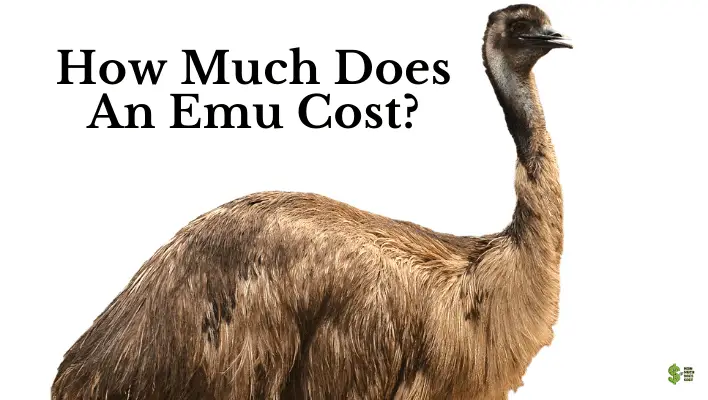 How Much Does An Emu Cost?(Important Info To Know)