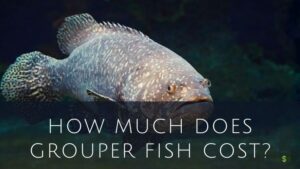 Grouper Fish cost