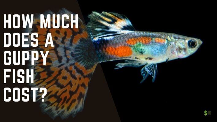 How Much Does A Guppy Fish Cost? (In-Depth)