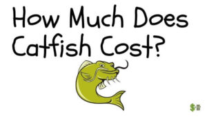 How Much Does Catfish Cost