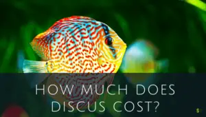 How Much Does Discus Cost