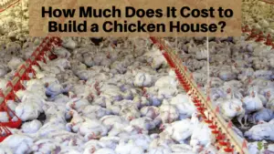 How Much Does It Cost to Build a Chicken House