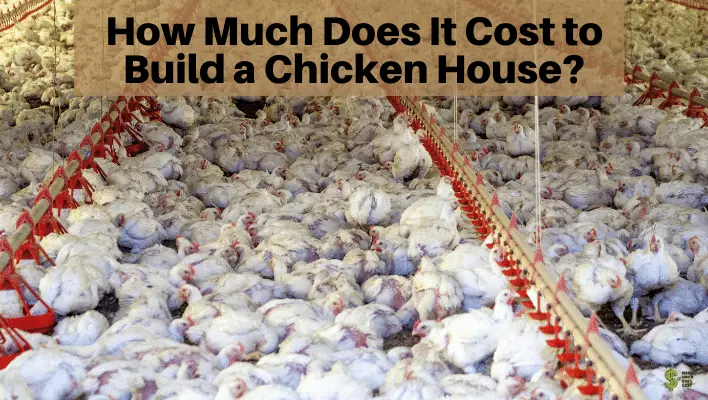 how-much-does-it-cost-to-build-a-chicken-house-7-things-to-know