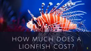 Lionfish cost