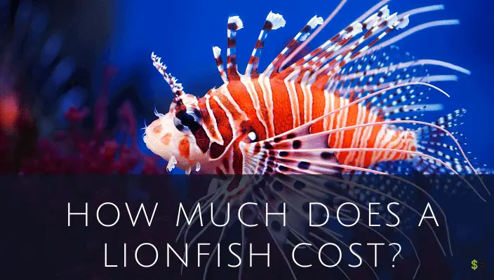 How Much Does a Lionfish Cost? (In-Depth)