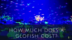 How Much Does a Glofish Cost