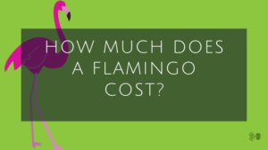 Flamingo Cost