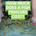 Fish Pedicure Cost