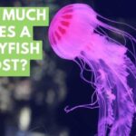 Jellyfish cost