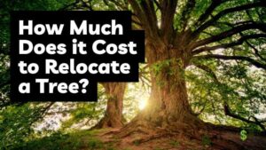 How Much Does it Cost to Relocate a Tree