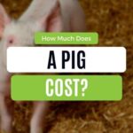 Pig cost