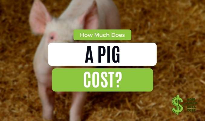 how-much-does-a-pig-cost-a-complete-guide-by-types