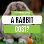 Rabbit cost
