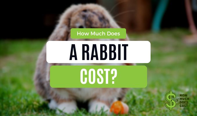 How Much Does A Rabbit Cost? (All You Need To Know)